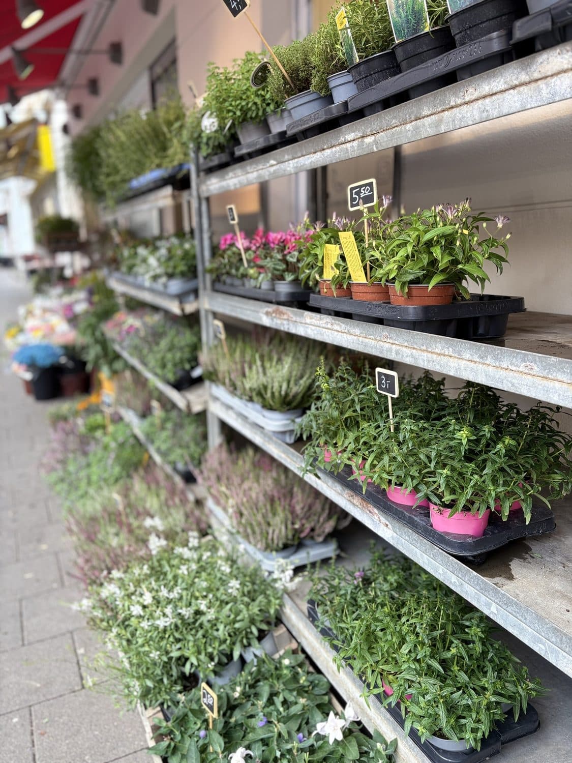 Regale mit Topfpflanzen und Kräutern vor dem Laden